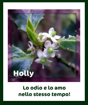 03 DICEMBRE 2016 Holly10