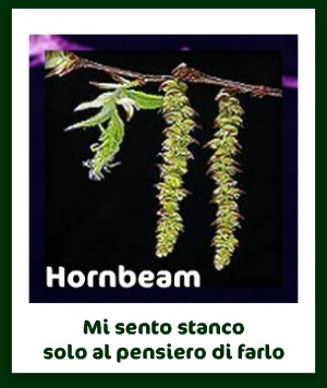 03 DICEMBRE 2016 Hornbe10