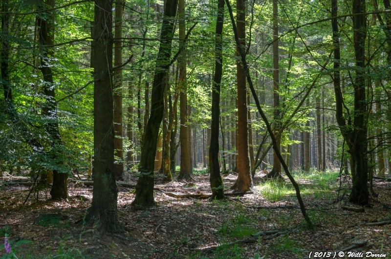 ma ballade dans les fagnes ( belgique ) 20 juillet 2013 Dpp_fa15