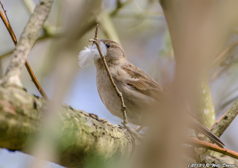 Madame moineau avec des matériaux pour faire son nid Dpp_mo14