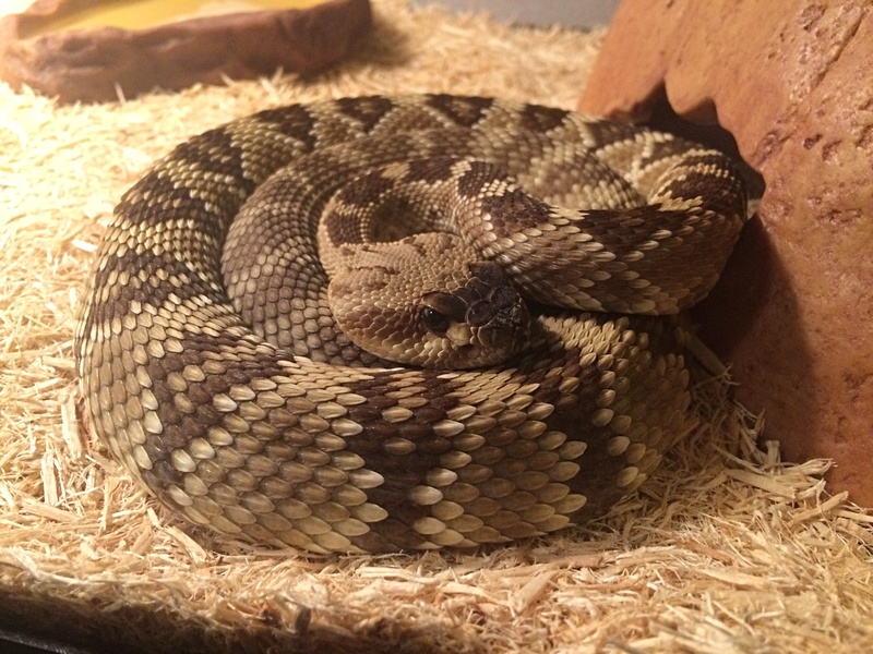 New Nothern Blacktail Rattlesnake Img_3010