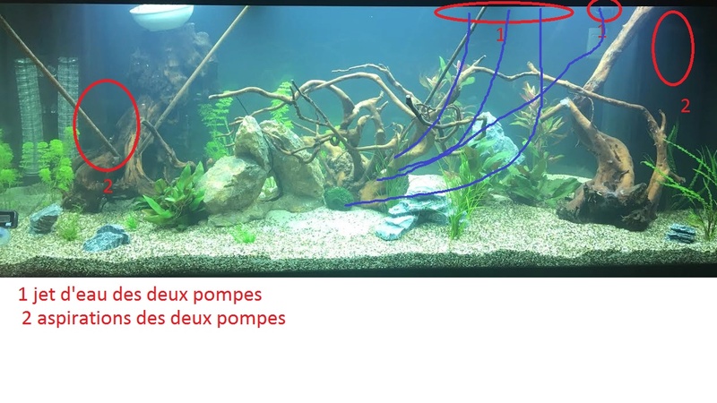 La vie de mon aquarium en image (Rio 450 L) Plan_a10