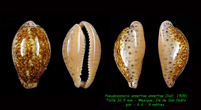 Pseudozonaria annettae (Dall, 1909) Annett10