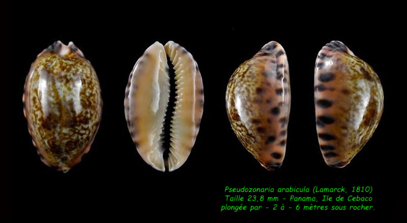 Pseudozonaria arabicula (Lamarck, 1810)  Arabic10
