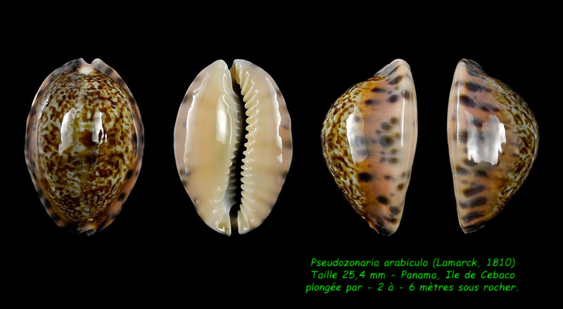 Pseudozonaria arabicula (Lamarck, 1810)  - Page 2 Arabic12