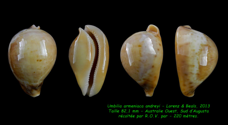 Umbilia armeniaca andreyi Lorenz & Beals, 2013 Armeni11