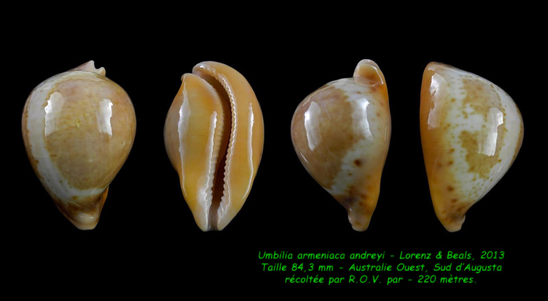 Umbilia armeniaca andreyi Lorenz & Beals, 2013 Armeni12