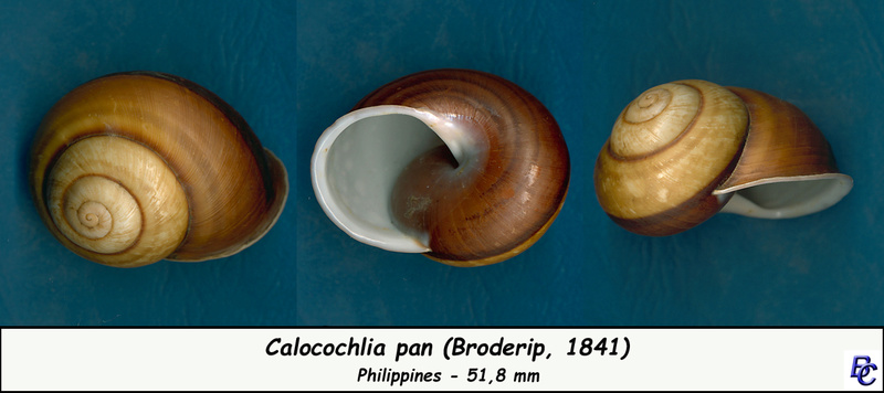 Calocochlia pan (Broderip, 1841) Caloco10