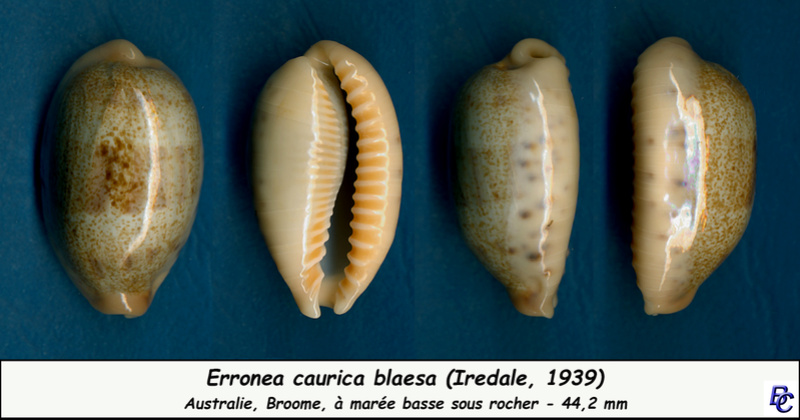 Erronea caurica blaesa - Iredale, 1939 Cauric15