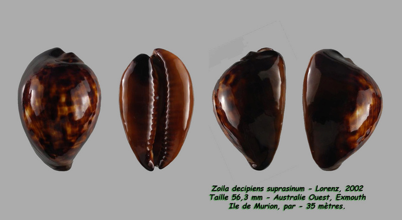 Zoila decipiens suprasinum Lorenz, 2002  Decipi10