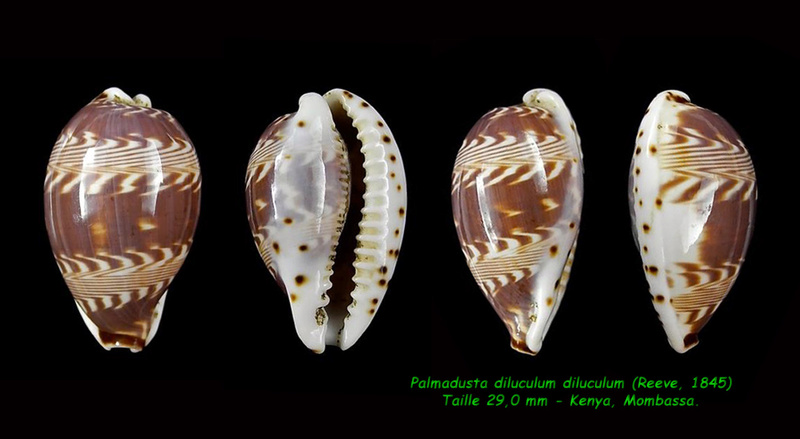 Palmadusta diluculum (Reeve, 1845) Dilicu12