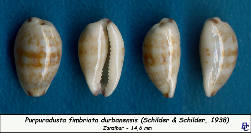Purpuradusta fimbriata durbanensis (F. A. Schilder & M. Schilder, 1938)  voir Purpuradusta fimbriata fimbriata Fimbri11