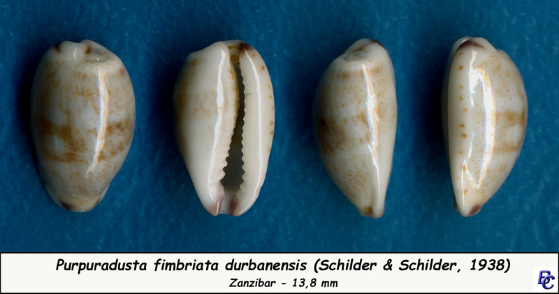 Purpuradusta fimbriata durbanensis (F. A. Schilder & M. Schilder, 1938)  voir Purpuradusta fimbriata fimbriata Fimbri12