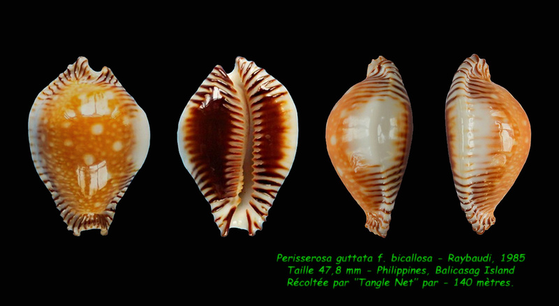 Perisserosa guttata f. bicallosa Raybaudi, 1985 Guttat10