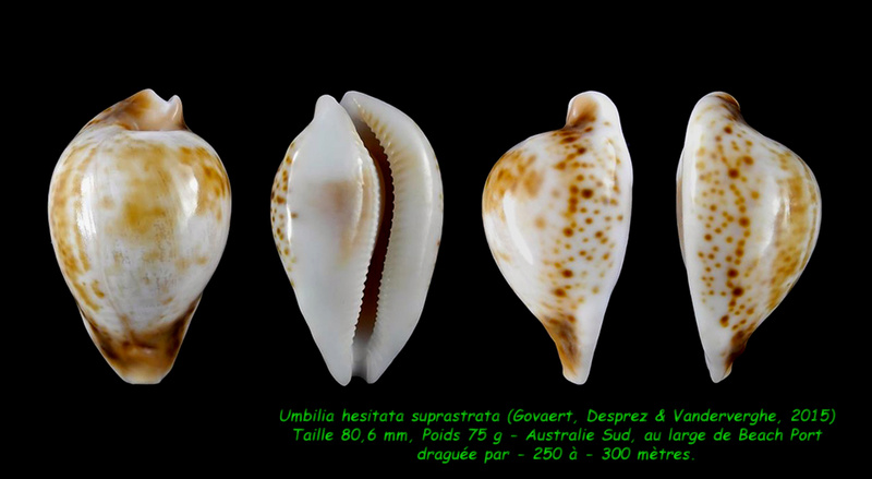 suprastrata - Umbilia hesitata suprastrata Govaert, Deprez & Vandenberghe, 2015 - Page 2 Hesita13