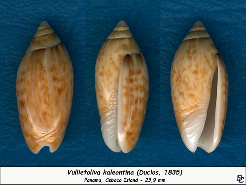 Olividae - Olivinae : Felicioliva kaleontina (Duclos, 1835) Kaleon10