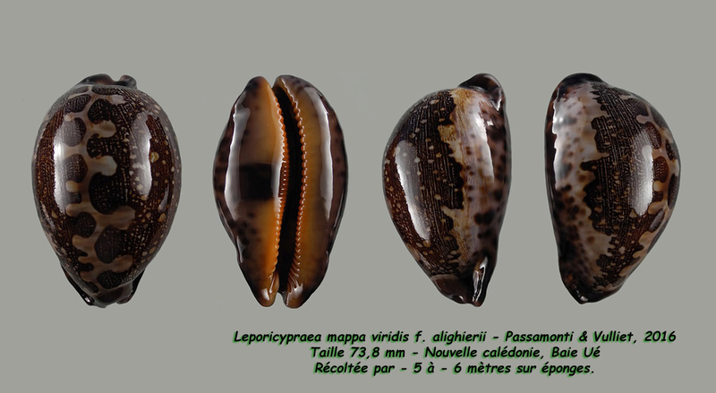 Leporicypraea mappa viridis f. alighierii - Passamonti & Vulliet, 2016 Mappa_13