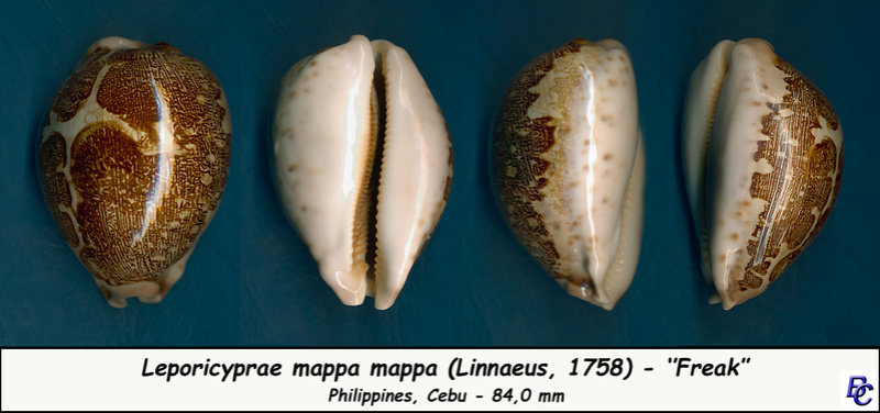 Leporicypraea mappa mappa (Linnaeus, 1758) - Aux Iles Philippines Mappa_17