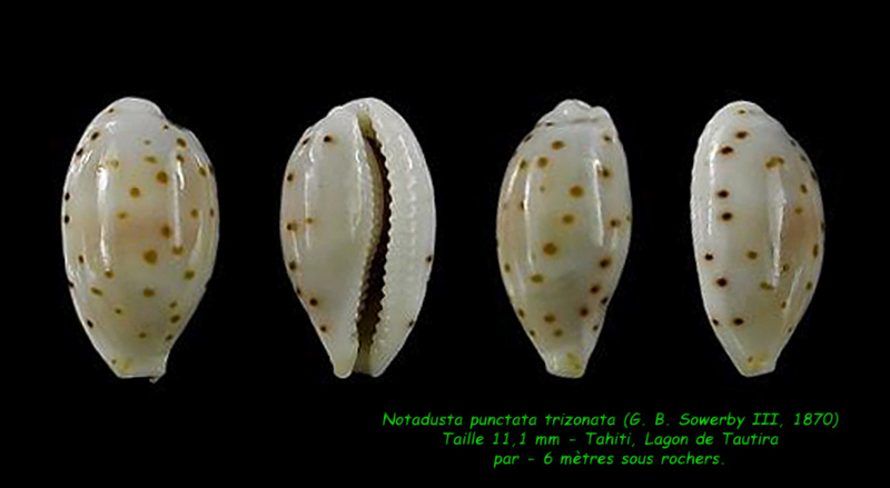 Ransoniella punctata trizonata (G. B. Sowerby II, 1870) Puncta10