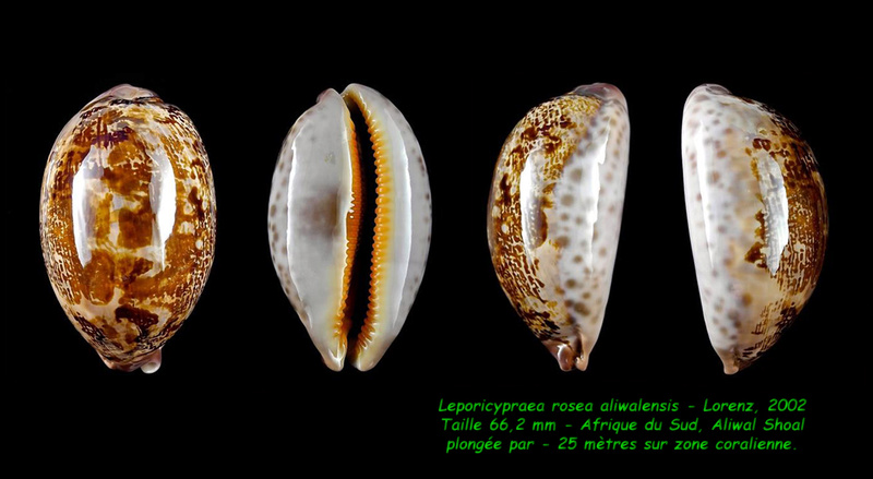 Leporicypraea rosea aliwalensis - Lorenz, 2002 Rosea_10