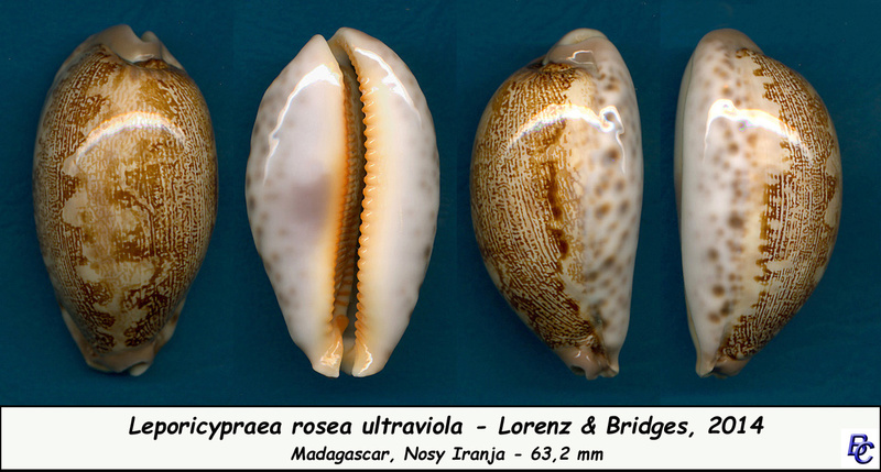 Leporicypraea rosea ultraviola - Lorenz & Bridges, 2014 Rosea_11
