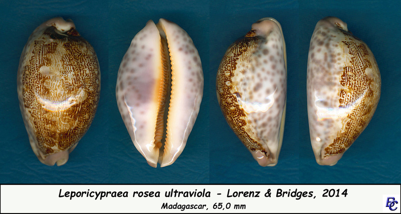 Leporicypraea rosea ultraviola - Lorenz & Bridges, 2014 Rosea_12