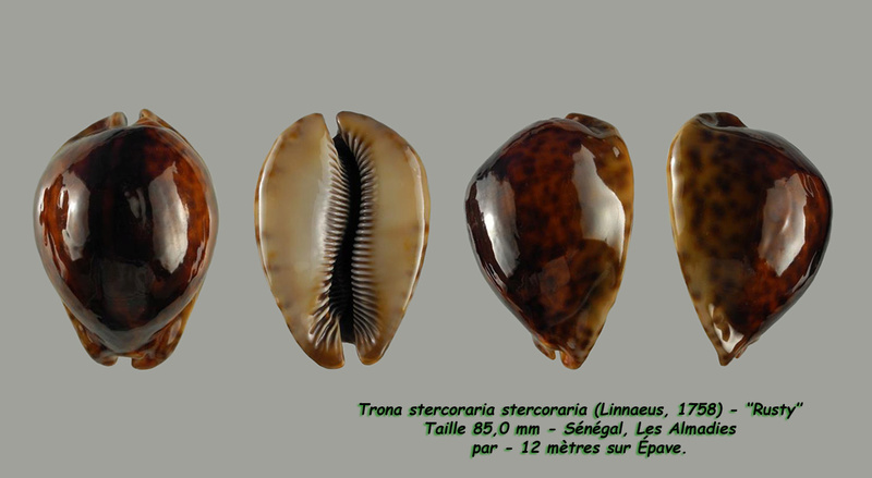 Trona stercoraria stercoraria - (Linnaeus, 1758) - Rusty Sterco11