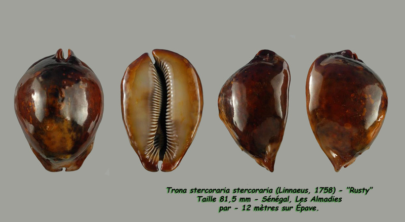 Trona stercoraria stercoraria - (Linnaeus, 1758) - Rusty Sterco12
