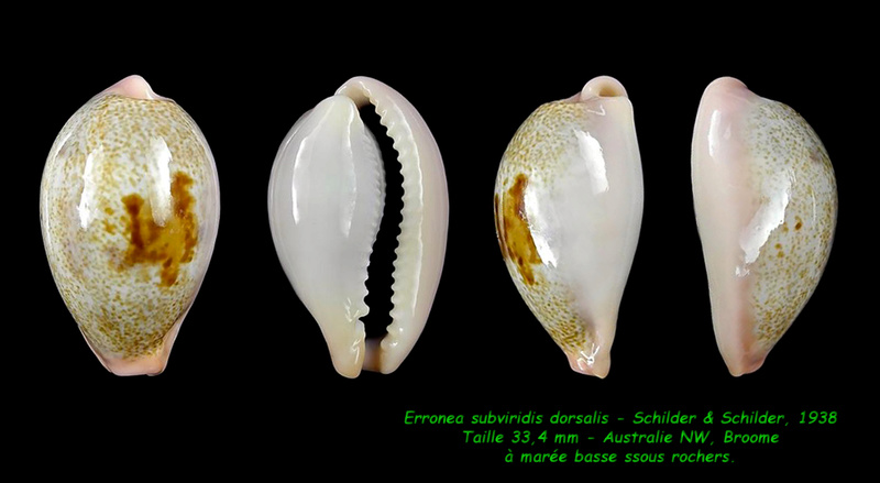 Erronea subviridis dorsalis Schilder & Schilder, 1938 Subvir13