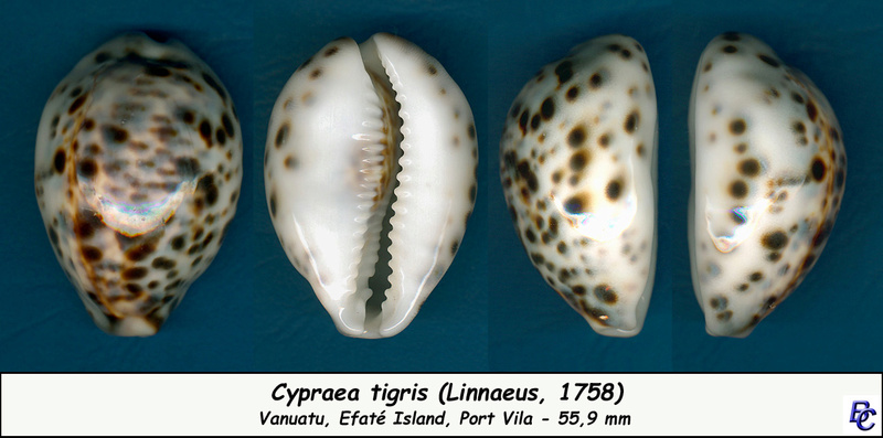 Cypraea tigris tigris - Linnaeus, 1758 - "Dwarf" Tigris12