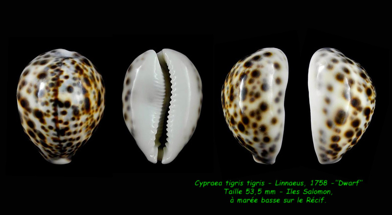 Cypraea tigris tigris - Linnaeus, 1758 - "Dwarf" Tigris13