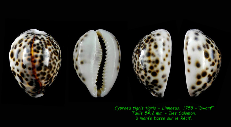 Cypraea tigris tigris - Linnaeus, 1758 - "Dwarf" Tigris14