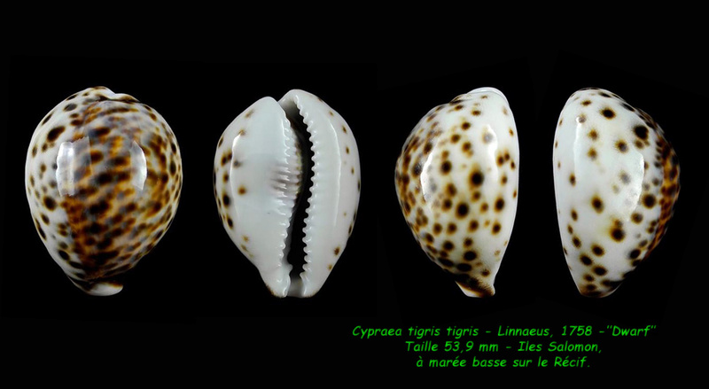 Cypraea tigris tigris - Linnaeus, 1758 - "Dwarf" Tigris16