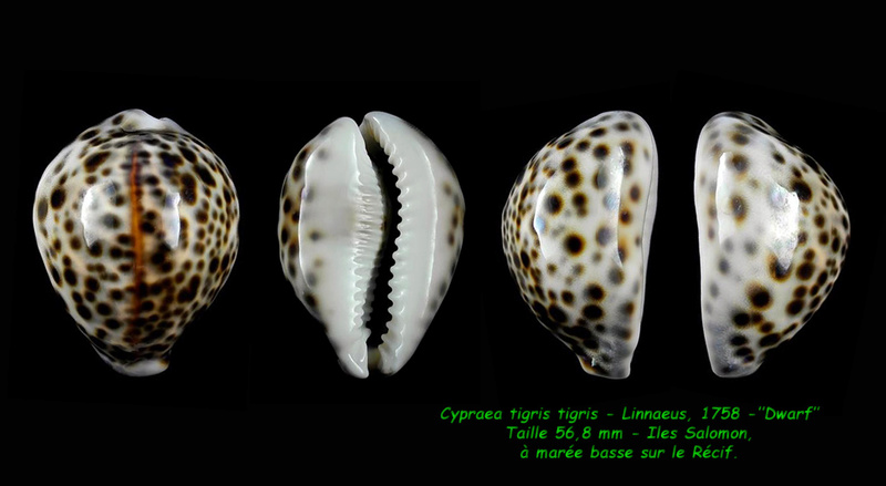 Cypraea tigris tigris - Linnaeus, 1758 - "Dwarf" Tigris17