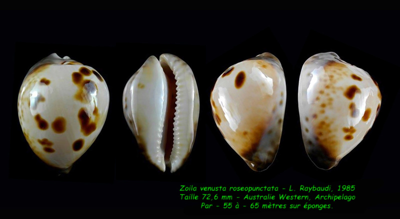 Zoila venusta roseopunctata - L. Raybaudi, 1985 Venust12