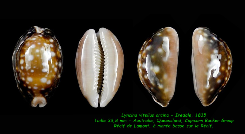 Lyncina vitellus f. orcina - Iredale, 1931 Vitell10