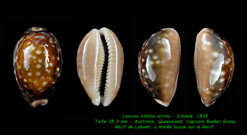 Lyncina vitellus f. orcina - Iredale, 1931 Vitell11