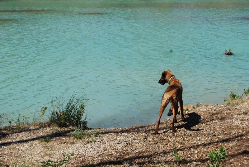 A ADOPTER -hanko-croise-malinois-de-18-mois-association-bergers-sans-famille-84 Dsc_0210