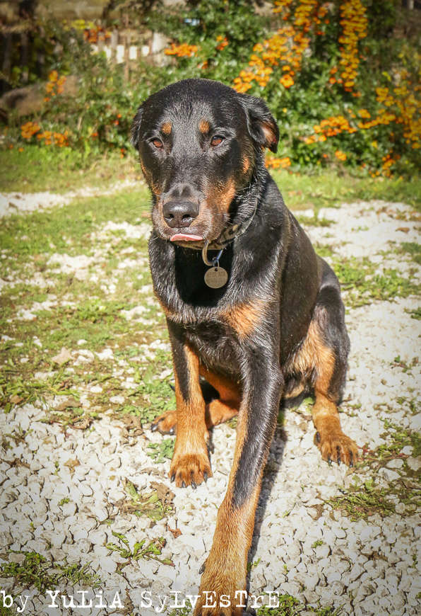 INDY, mâle Beauceron âgé de 3 ans et demi Img_5314