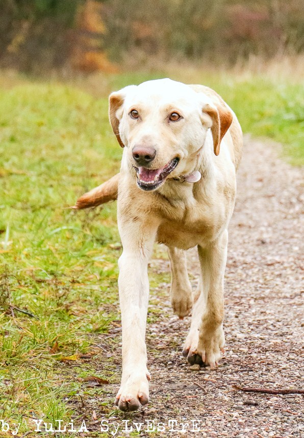 HERA, femelle LABRADOR sable 4 ans  -  refuge ADSA (25)  Img_5810