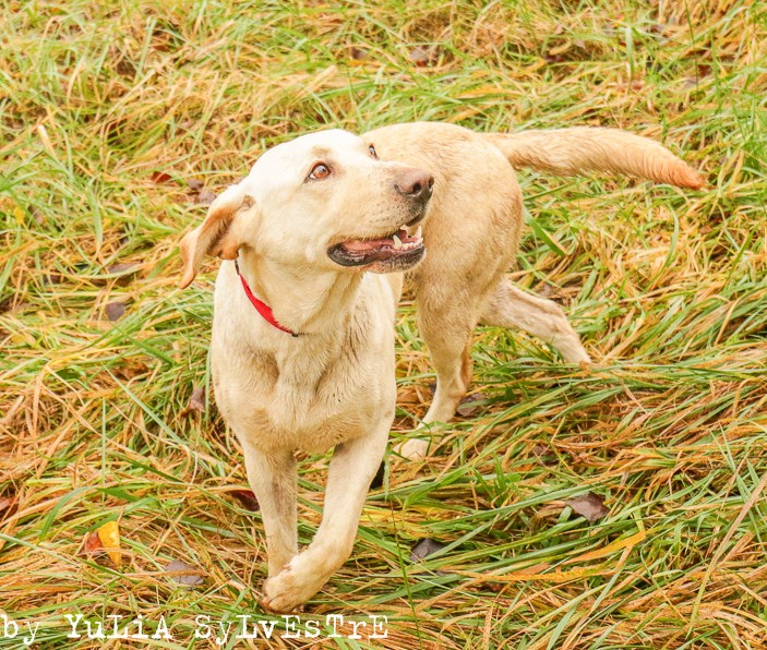 HERA, femelle LABRADOR sable 4 ans  -  refuge ADSA (25)  Img_6012