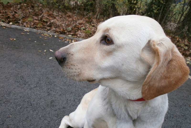 HERA, femelle LABRADOR sable 4 ans Pb160714