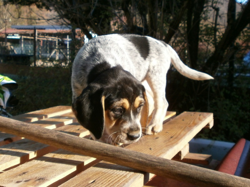 MALIKA et MOUNIRA, croisées BEAGLE x BLEU DE GASCOGNE Pc150813