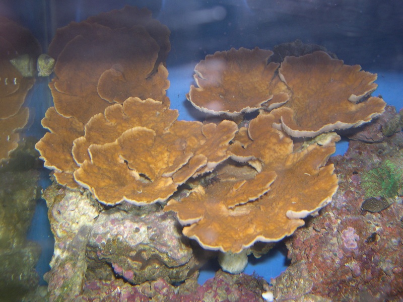 Montipora Sweetnes Tues_911