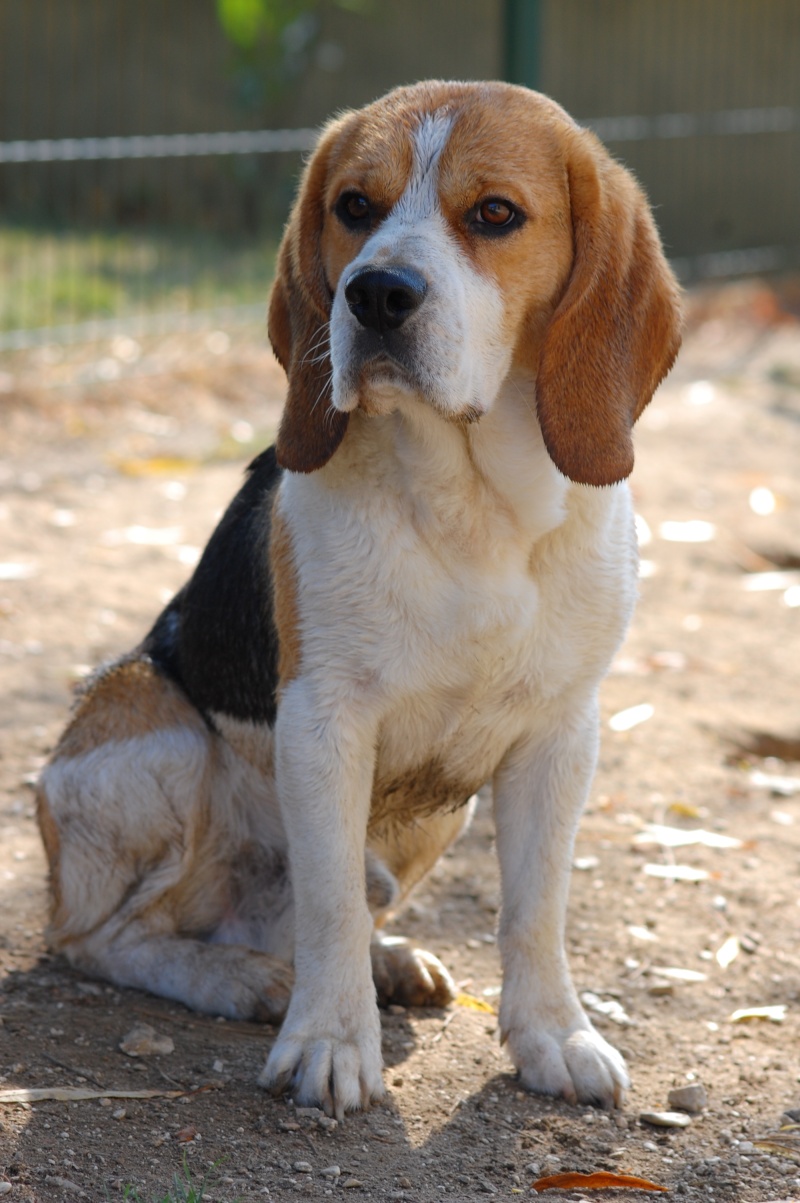 Fender, mâle de 2 ans à adopter - Page 2 Fender14