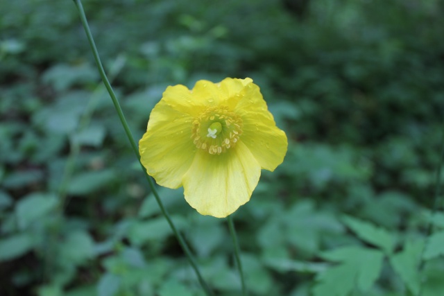 Meconopsis cambrica - pavot du Pays de Galles 10_00_10