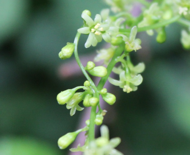 Tamus communis [identification] 10_5310