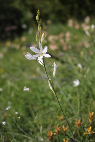 Anthericum liliago - phalangère à fleurs de lis 29_53_10