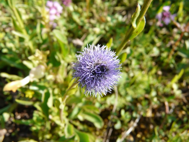 Globularia vulgaris (= Globularia bisnagarica) - globulaire commune 29_5610