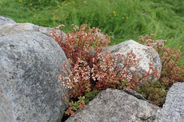 Sedum album et Sedum anglicum 3_0410